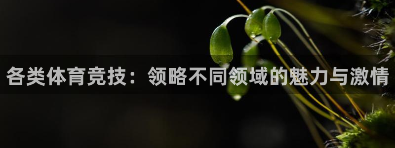 球客岛：各类体育竞技：领略不同领域的魅力与激情